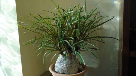 Beaucarnea recurvata (Nolina)