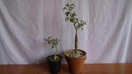Pachycormus discolor & Bursera fagaroides