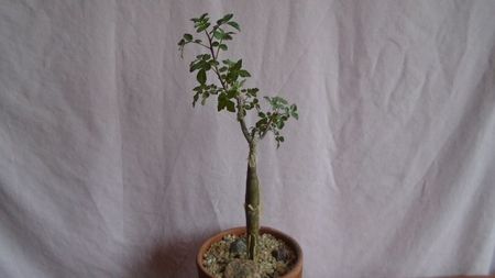 Bursera fagaroides