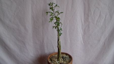 Bursera fagaroides