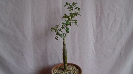 Bursera fagaroides