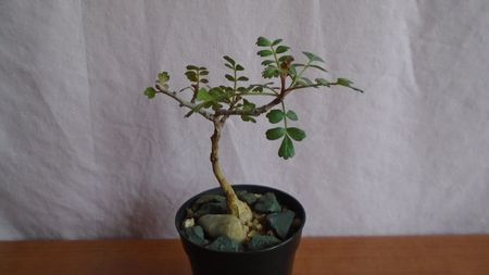 Pachycormus discolor