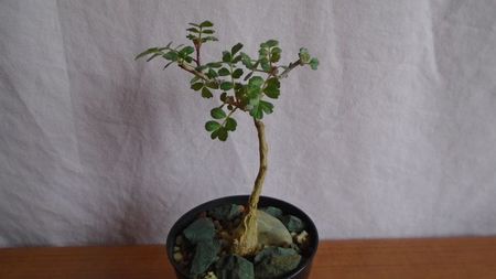 Pachycormus discolor