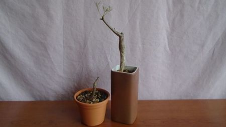 Boswellia neglecta, RM 565 & Commiphora kraeuseliana