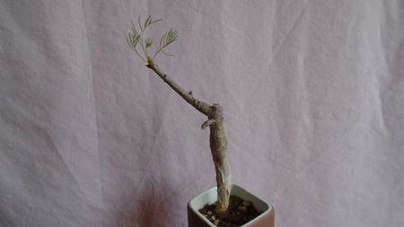 Commiphora kraeuseliana