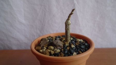 Boswellia neglecta, RM 565
