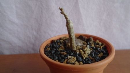 Boswellia neglecta, RM 565