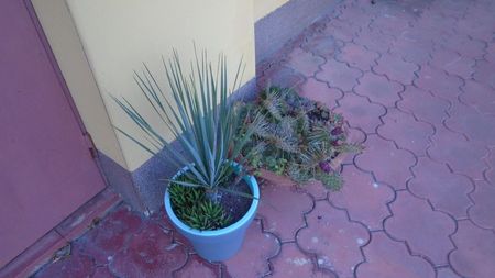 Yucca rostrata, Portulacaria afra & Haworthia glabrata