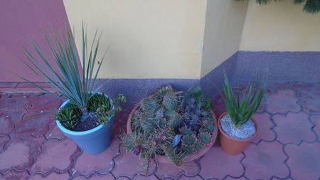 Yucca rostrata, Portulacaria afra & Haworthia glabrata si Dracaena draco