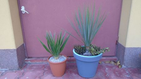 Yucca rostrata & Dracaena draco