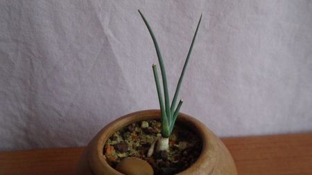 Dracaena serrulata, Yemen, Oman