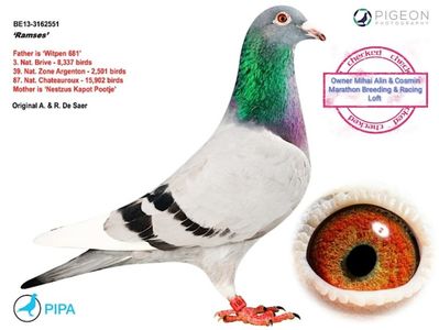 RAMSES - Rudi de Saer; Pure Vandenabeele pigeon champion
