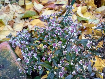 Aster lateriflorus Lady in Black