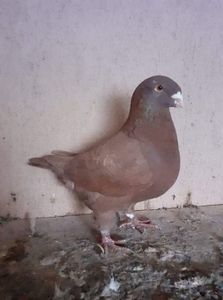 received_582634282789154