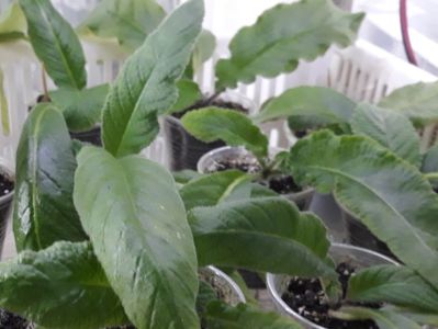 Streptocarpus din semințe