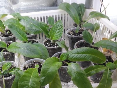 Streptocarpus din semințe