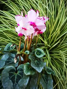 Cyclamen