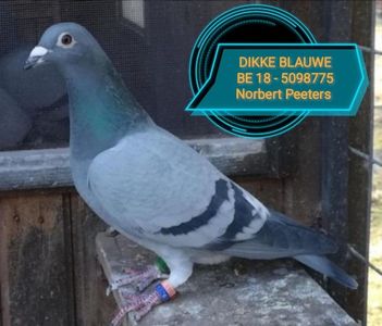 DIKKE BLAUWE Norbert Peeters; 100% Michel Didier Debusqois
