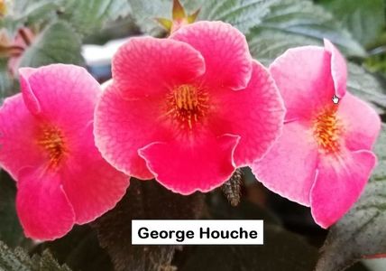 George Houche