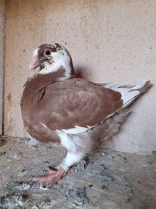 received_267360078654892