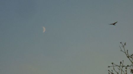 Luna in crestere in Varsator; 10 nov. 2021
