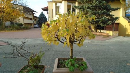 Forme si culori la mijlocul lunii noiembrie