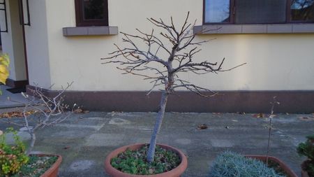 Forme si culori la mijlocul lunii noiembrie