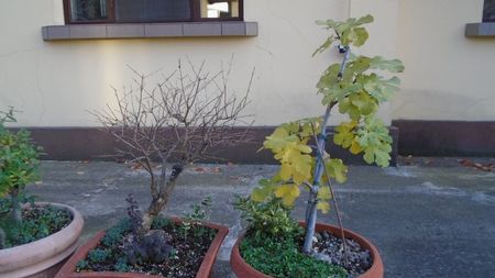 Rodiu & Smochin (Ficus carica)