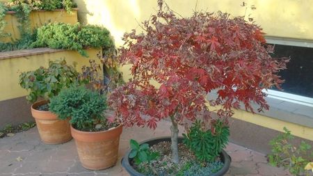 Acer palmatum