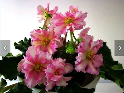 RS Zolotoe Runo epuizat