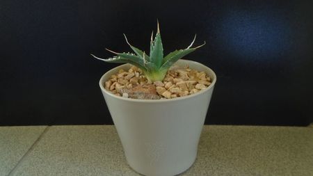 Agave utahensis