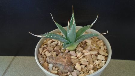 Agave utahensis