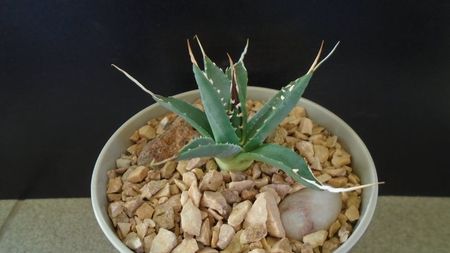 Agave utahensis