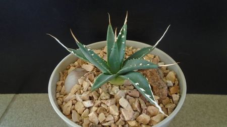 Agave utahensis