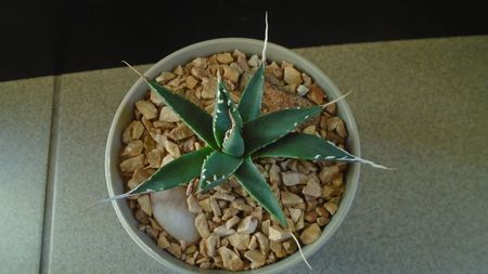 Agave utahensis