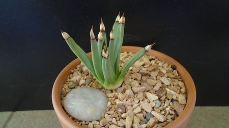 Agave albopilosa