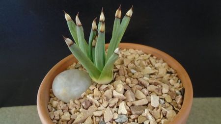 Agave albopilosa