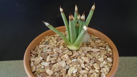 Agave albopilosa
