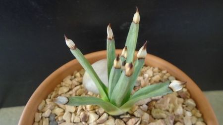 Agave albopilosa