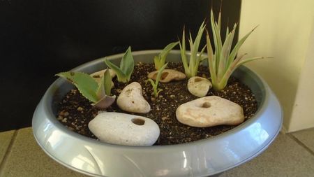 Lastari de agave: striata f. minima, gypsophila, parryi f. minima