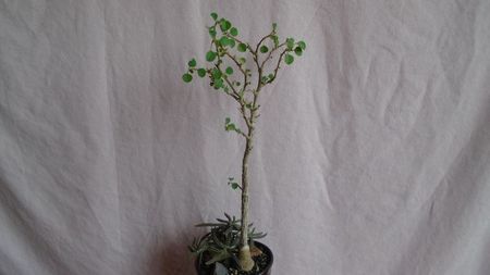 Euphorbia cylindrifolia & Euphorbia misera