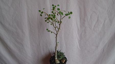 Euphorbia cylindrifolia & Euphorbia misera