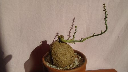 Stepfania cepharantha v. hayata