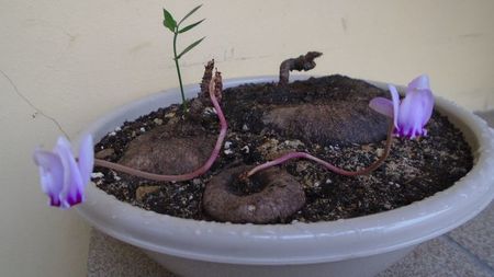 Cyclamen repandum + Pungitopo, regiunea muntoasa din N. Italiei