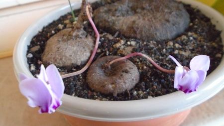 Cyclamen repandum + Pungitopo, regiunea muntoasa din N. Italiei
