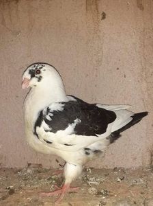 received_358579399107060