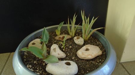 Lastari de agave: striata f. minima, gypsophila, parryi f. minima