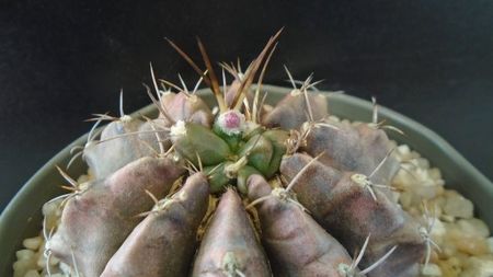 Gymnocalycium sp., inceput de cristatie?