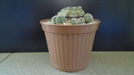 Gymnocalycium bruchii v. brigittae, Taninga, Argentina; replantat in sept. 2021

