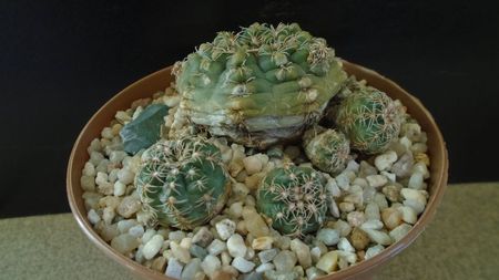 Gymnocalycium bruchii v. brigittae, Taninga, Argentina; replantat in sept. 2021
